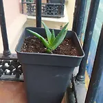 Manoli Pensión *