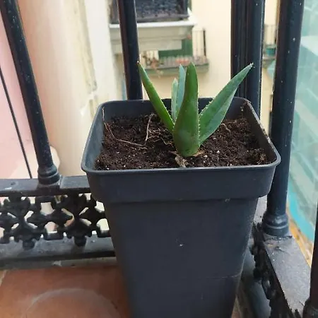 Penzion Manoli *