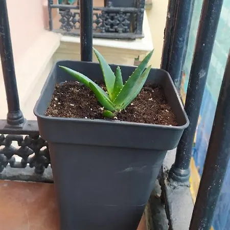 Manoli Penzion *