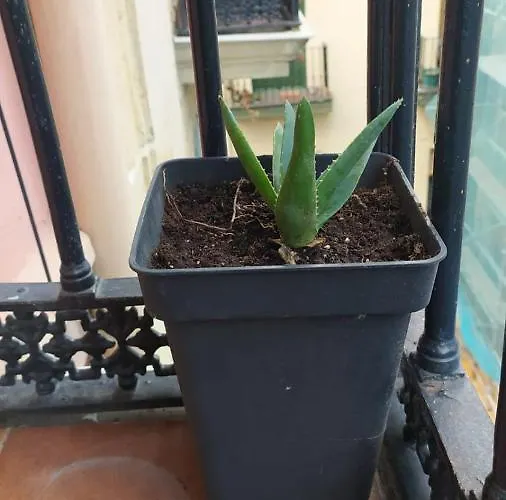 Maison d'hôtes Manoli *