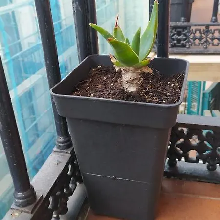 Manoli * Bilbau