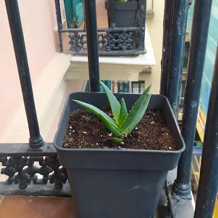 Manoli * Bilbau